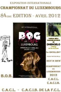 SITE WEB ELEVAGE DU CLOS DE LA LUETTE SPECIALISE POUR LE BOUVIER DES FLANDRES &copy; COPYRIGHT DEPOSE